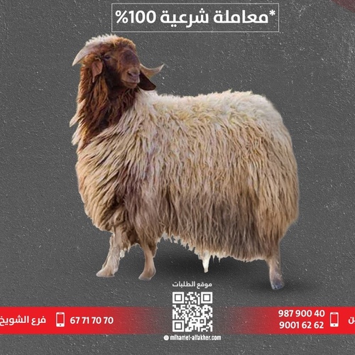 عقيقة المولود ( تمايم )  نعيمي