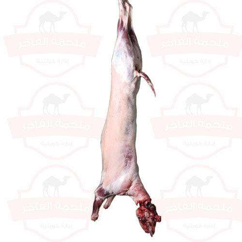 Local Kuwaiti goat, 4 months old