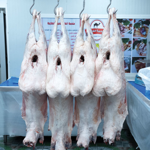 Local Kuwaiti Naimi sheep, 5 months
