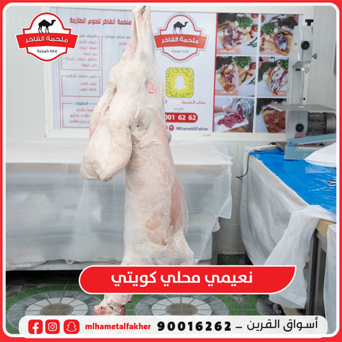 خروف نعيمي محلي كويتي 3 شهور