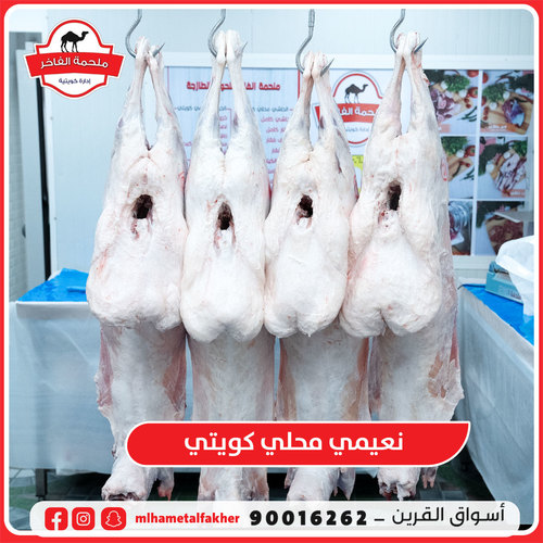 خروف نعيمي محلي كويتي 3 شهور