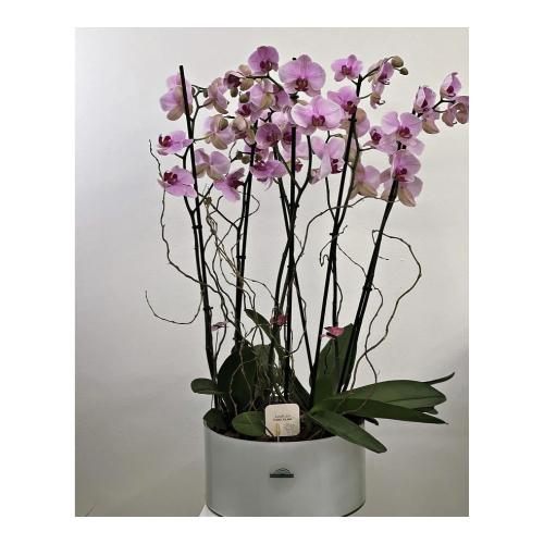 F#3 - A white glass basin containing a group of orchids.  Note: Flower color may vary.