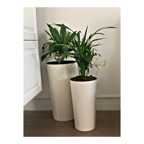 Set of Two Easy Care Indoor Plants