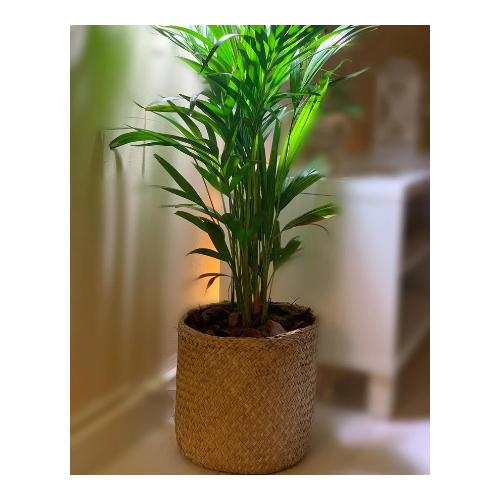 Howea forsteriana in XL Planter - Howea Forsteriana in a x Large pot