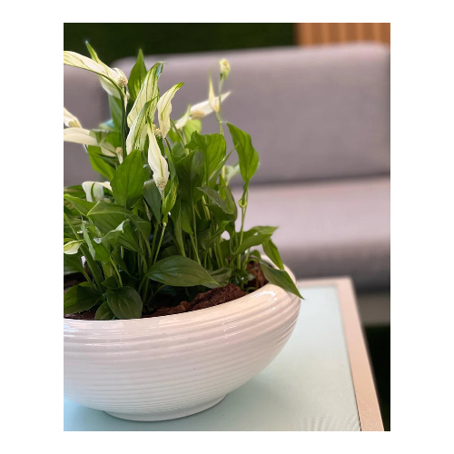 Peace Lilies in a white ceramic pot