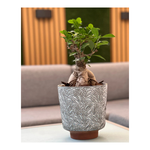 The Bonsai in a blue/gray pot - Bonsai in a large ceramic basin