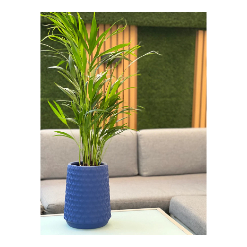 XLarge Areca Palm in a Pot