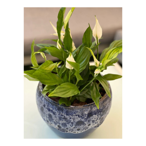 Peace Lilies in a Medium Nave Pot