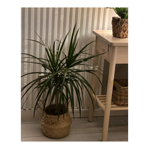 “Dragon Tree” in a Woven Straw Basket