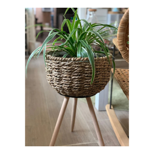 Spider Plant on Floor Planter