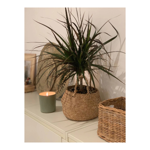 “Dragon Tree” in a Woven Straw Basket - Indoor plant “Dragon Tree” in a woven straw basket