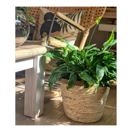 Peace Lily in a Large Straw Basket