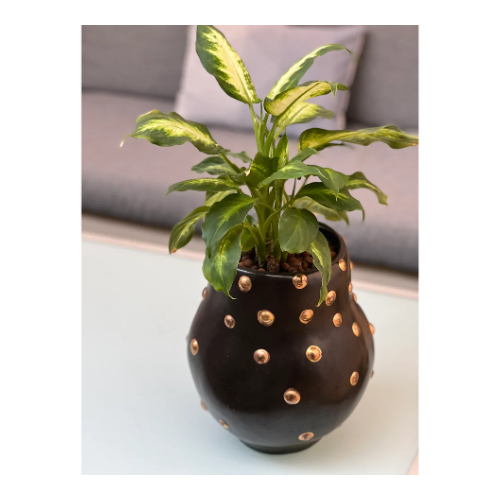 Large Size Aglaonema Silver in Ceramic Vase - Indoor plant in a black and gold ceramic vase - Large Size