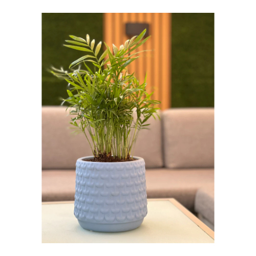 Areca Plant in a Pot - Areca Plant in a large ceramic pot