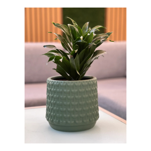 Dracaena Indoor Plant in a Pot - Dracaena” Indoor Plant in a large ceramic pot