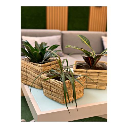 Set of Three Easy Care Indoor Plants - The Plants are: (Croton Plant, Dracaena Marginata plant, and Dracaena Compacta plant).