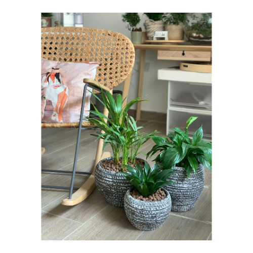 Set of Three Indoor Plants in a Gray Pot