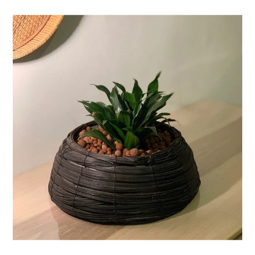 Medium Size Indoor Plant (Dracaena Compacta)