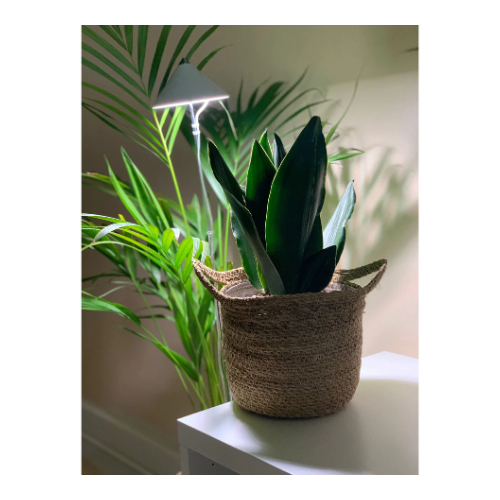 “Snake Plant” in a Woven Straw Basket - Indoor Plant “Snake Plant” in a woven straw basket