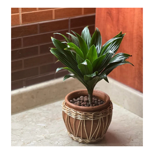 Indoor Plant (Dracaena) - Indoor easy care plant in a stoneware pot (Medium size)