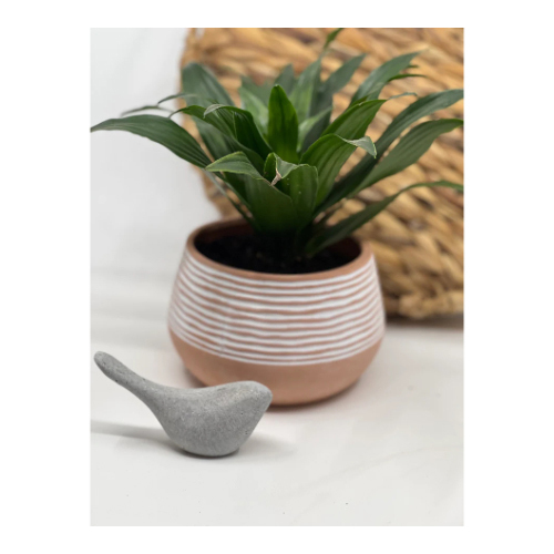 Indoor Plant in a Stoneware Pot”Dracaena”