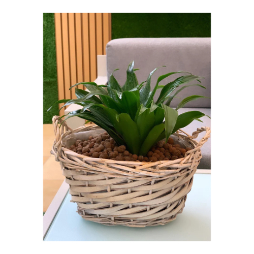 Easy Care Indoor Plant (Dracaena Compacta)