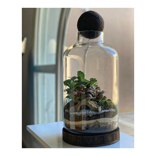 Signature Terrarium (Medium) - Our Classic Closed Terrarium