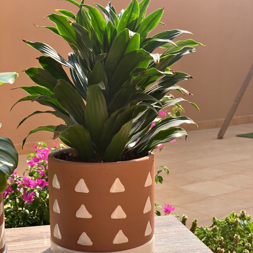 Dracaena in a hand glazed earthenware pot