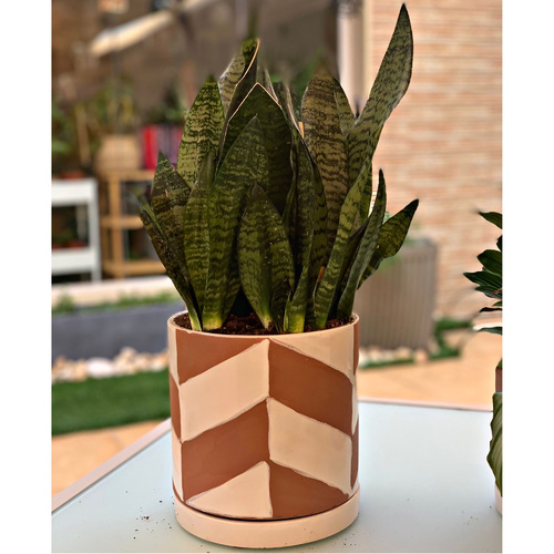 Sansevieria in a hand glazed earthenware pot