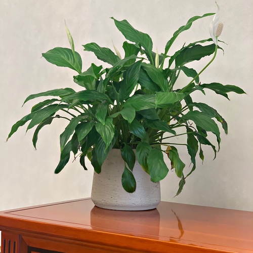 Peace Lily in a concrete gray pot