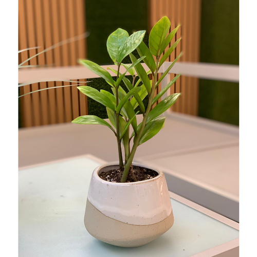 ZZ plant in a white/Beige pot