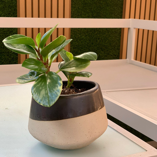 Peperomia in a Black/Beige pot