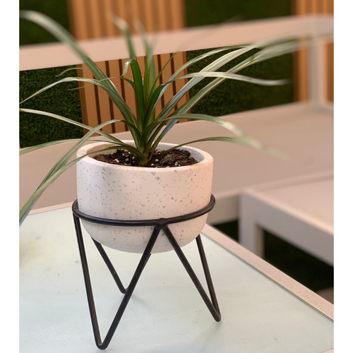 indoor plant in a white pot & black stand