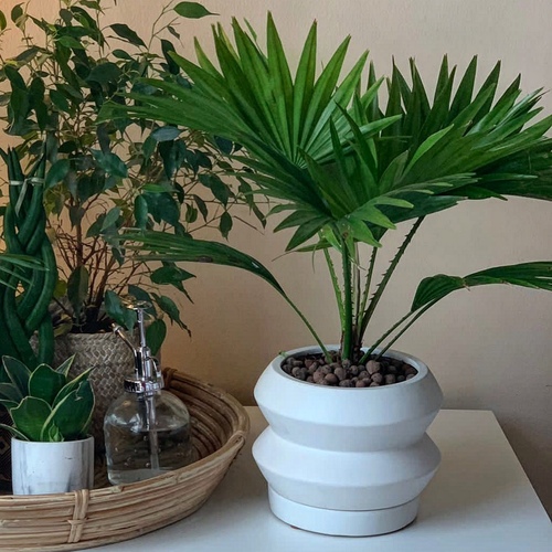 Livistona Palm in a white pot