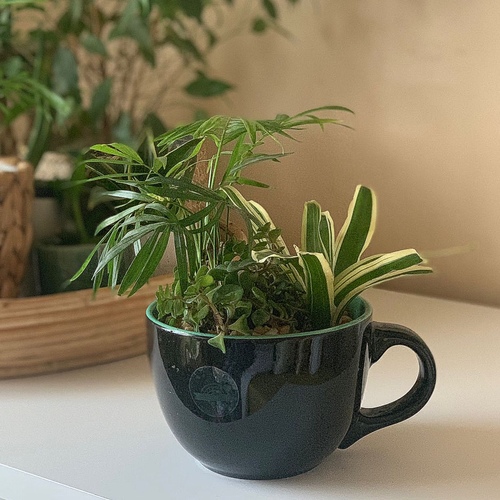 the Mug (indoor plants)