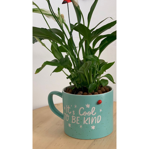 peace Lily in a Tiffany ceramic mug