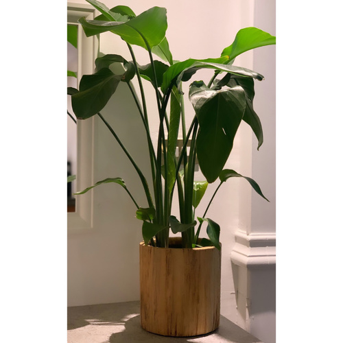 Strelitzia Necolai in a wooden pot