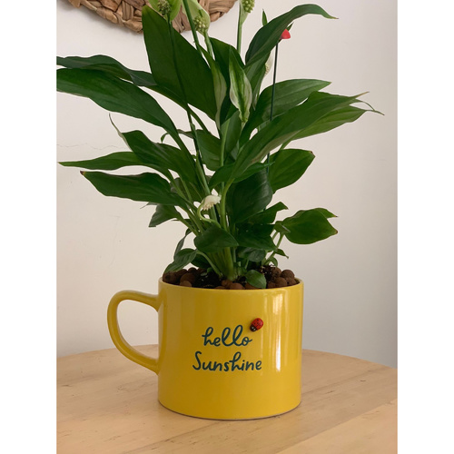 Peace Lily in a Yellow Ceramic Mug