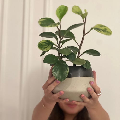 Peperomia in a luxury stoneware pot