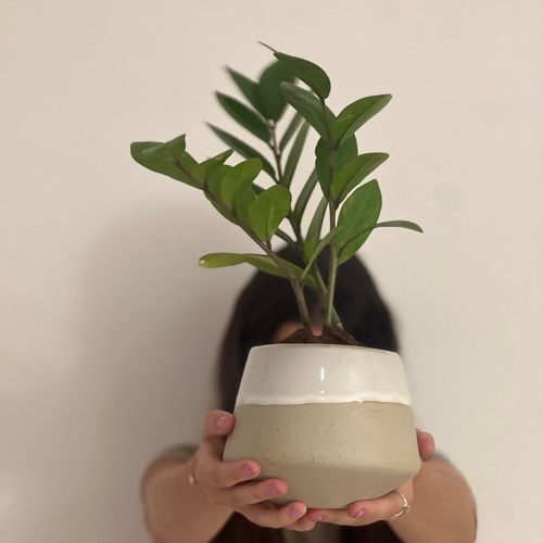 ZZ plant in a luxury stoneware pot