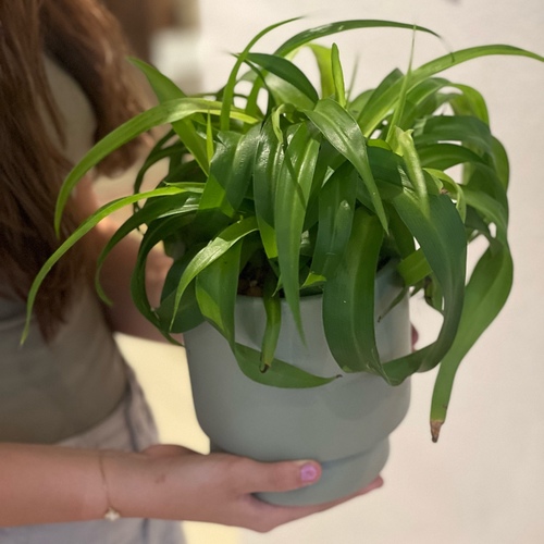 Spider plant in a luxury stoneware pot