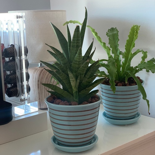 Set of Two Indoor Plants in a Tiffany ceramic pot - Set of two long lasting easy care indoor plants in a Tiffany ceramic pot (Hybrid Sansevieria & Fern Plant)