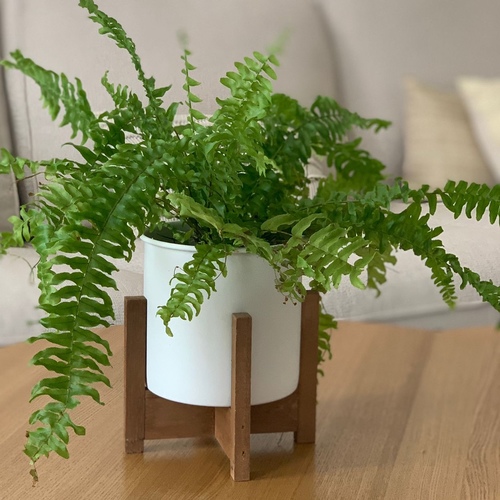 fern Plant in a white pot with wooden base