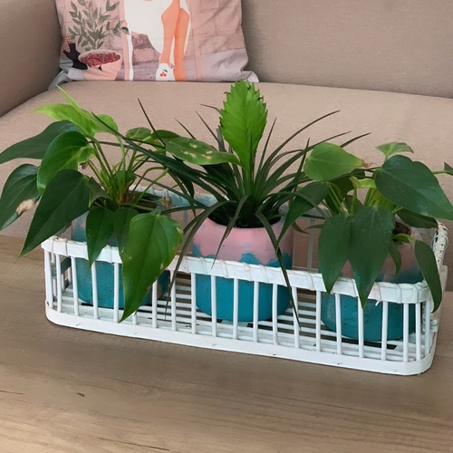 Set of three indoor plant w wooden basket