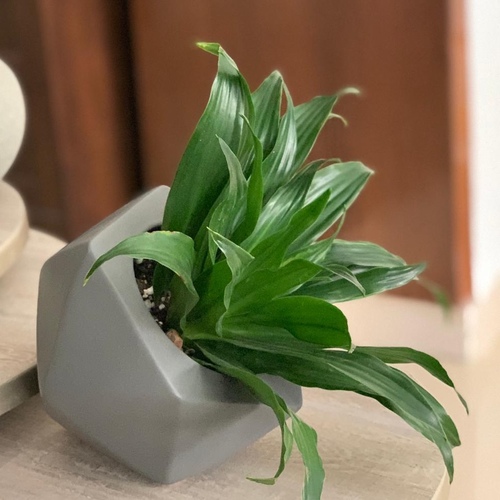 Dracaena in a Gray pot