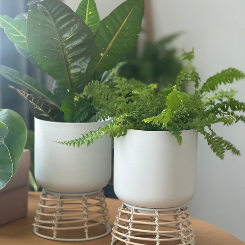 Set of Two “Croton & Fern Plant” - Set of Two “fern Plant & Croton Plant” in a white metal pot with stand