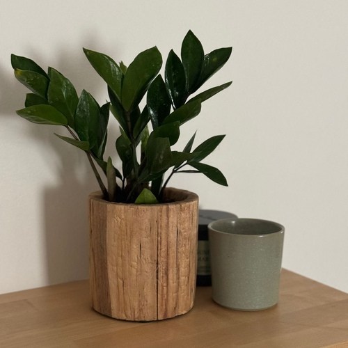 ZZ plant in Wooden pot