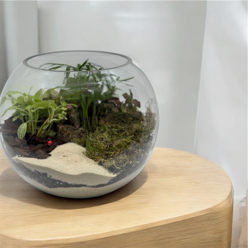 الحديقة - تيراريوم حجم لارج، حديقة مصغرة داخلية سهلة العناية