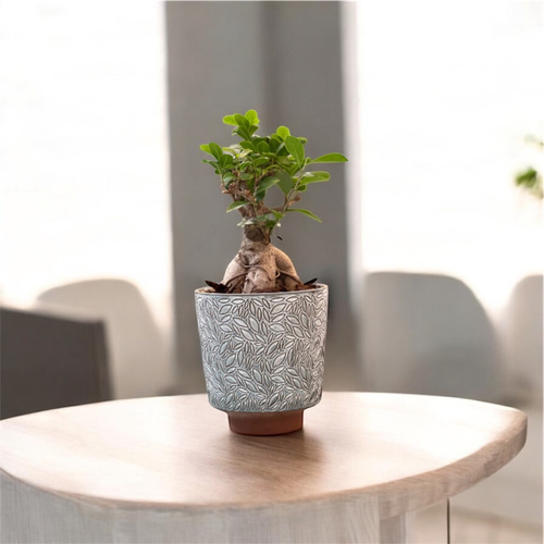 بونساي في حوض رمادي/أزرق - بونساي في حوض سيراميك متوسط