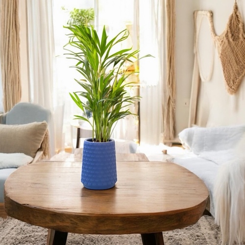 نبتة اريكا في حوض اكس لارج